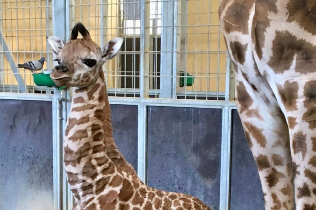 girafa