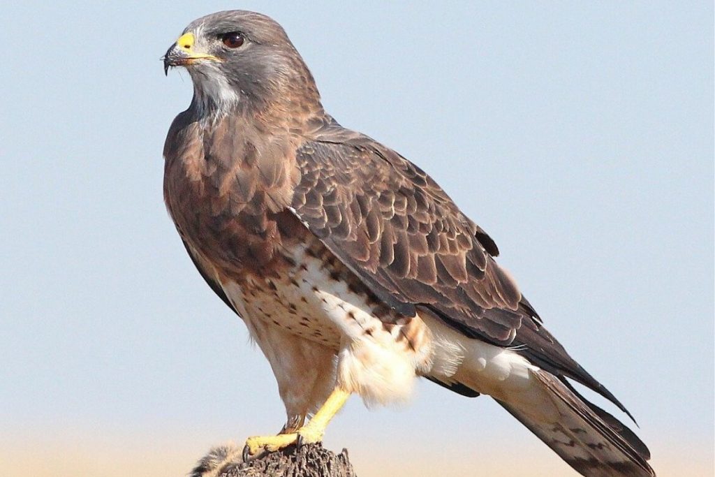 falcó torna a Pedralbes