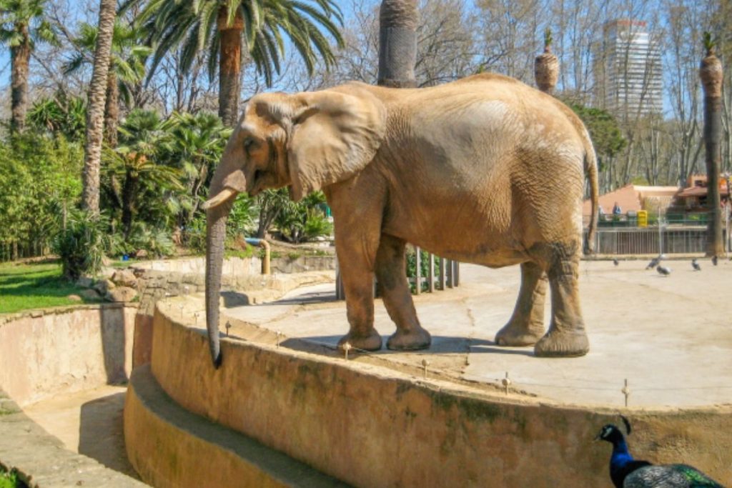 Zoo Barcelona