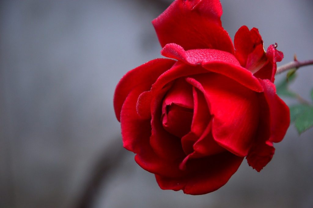 Concurs Internacional de Roses Noves