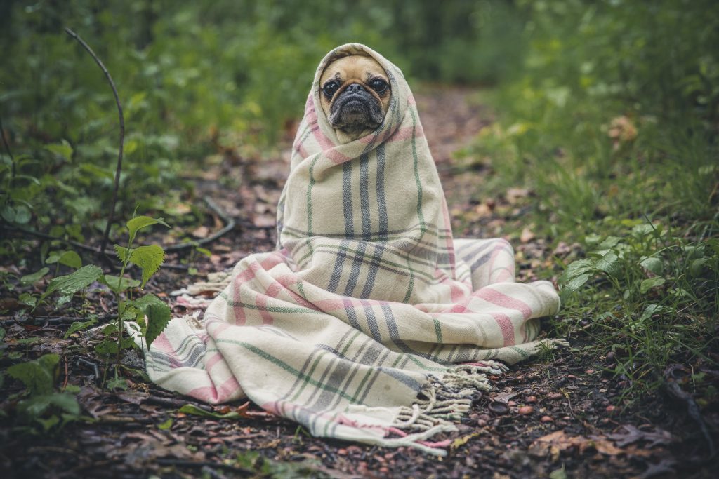 temperatures cavalcada