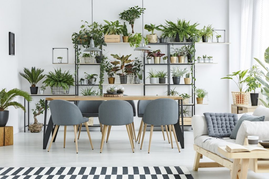 plantes