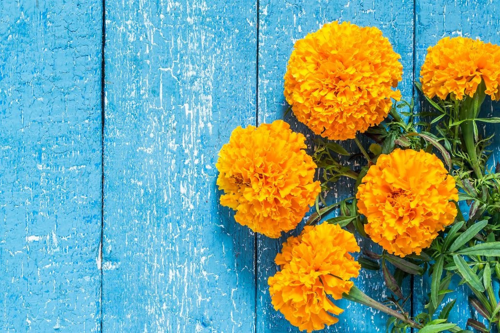 calendula