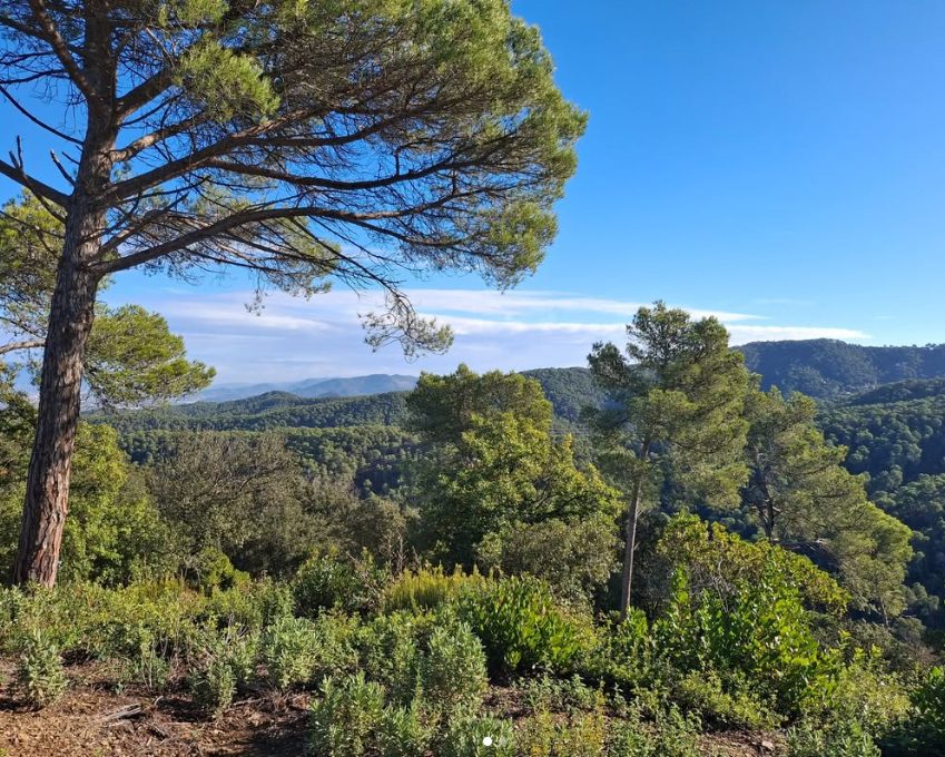 Collserola