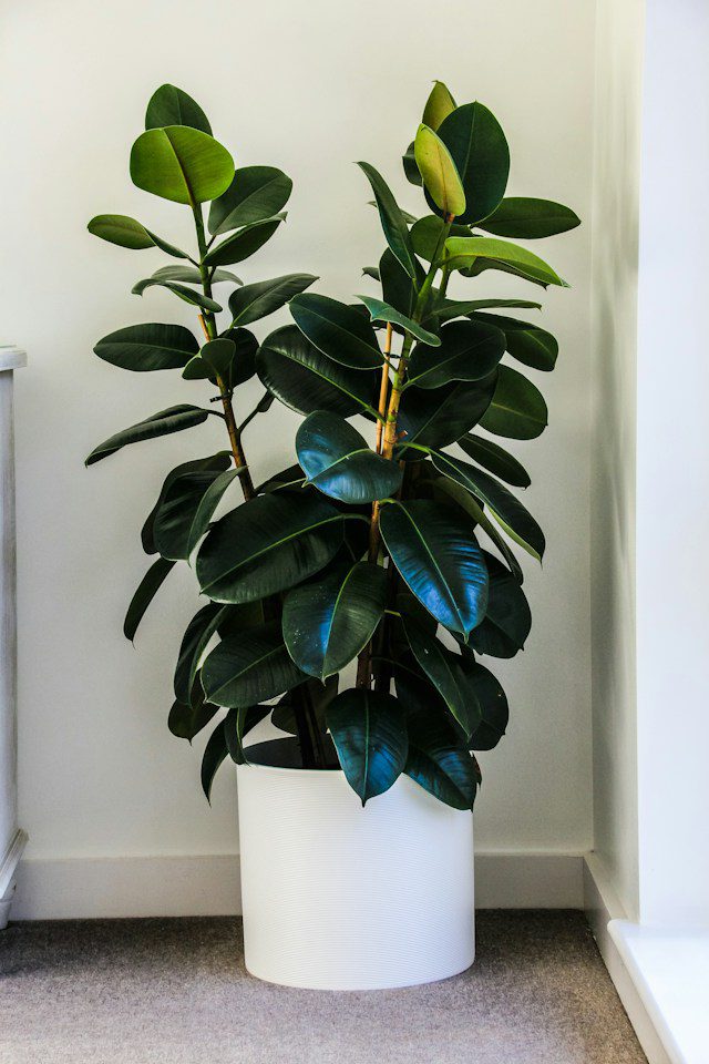 plantes