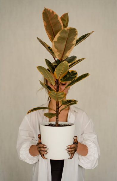 plantes